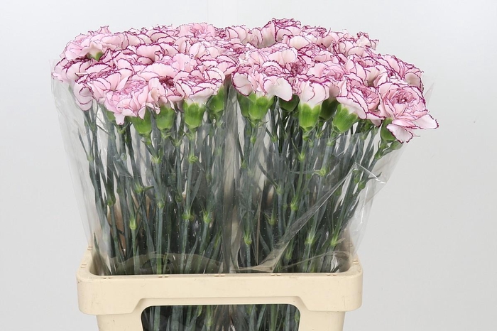 <h4>Dianthus St Mudah</h4>