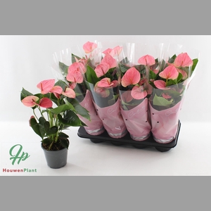 ANTHU AN SWEET DREAM