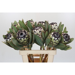 Protea Barbigera Snow Leopard