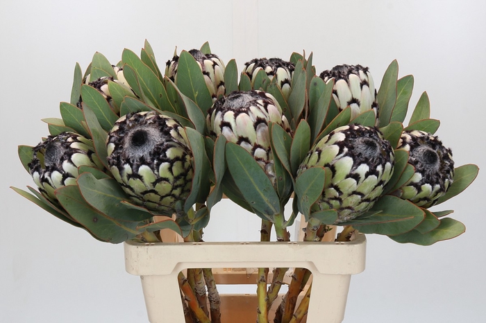 Protea Barbigera Snow Leopard