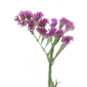 DROOG STATICE PINK/L
