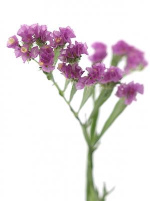 <h4>DROOG STATICE PINK/L</h4>