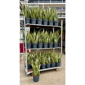 Sansevieria trifasciata Laurentii