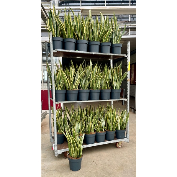 <h4>Sansevieria trifasciata Laurentii</h4>