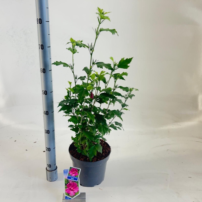 <h4>Hibiscus syriacus</h4>