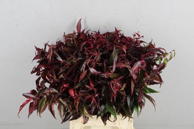 LEUCOTHOE ROOD KLEURBEHANDELD 050CM