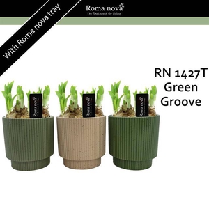 arr4 Narcis RN - Green grove