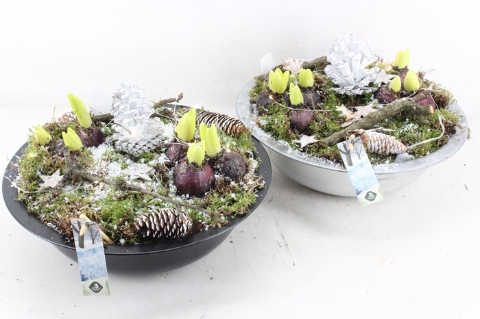 <h4>arr4 Hyacint JS - Zink schaal zw/zi mix led</h4>