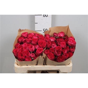 R Tr Royal Trendsetter