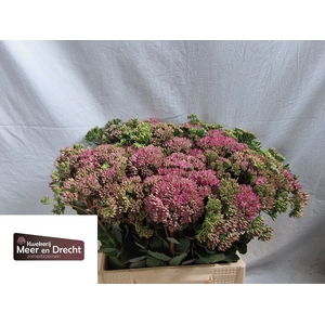 SEDUM SP CARL