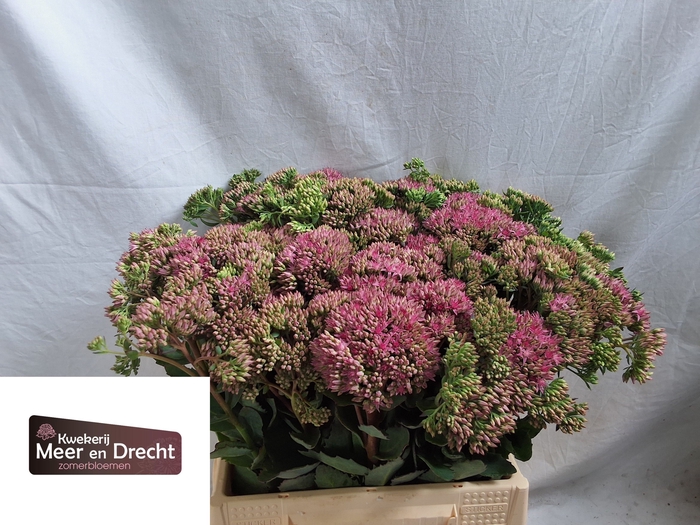 <h4>SEDUM SP CARL</h4>
