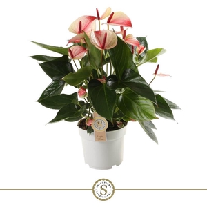Anthurium Andreanum 2-kleurig Mystique, zeer beperkt leverbaar