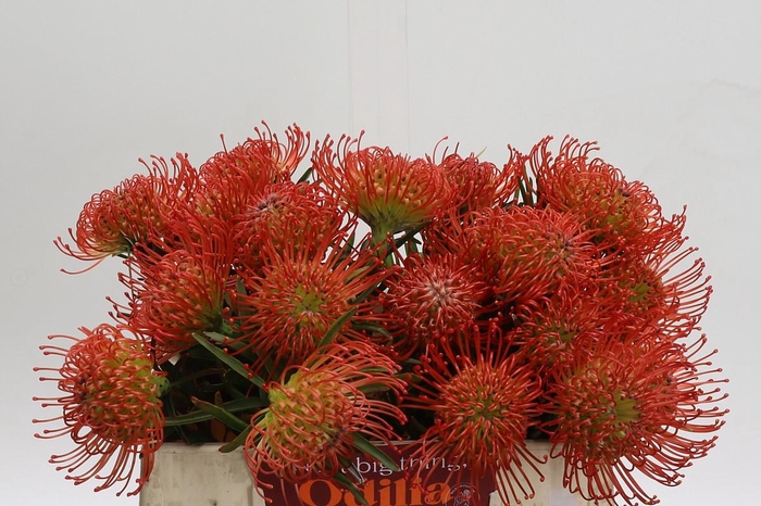 <h4>Nutans Succession</h4>