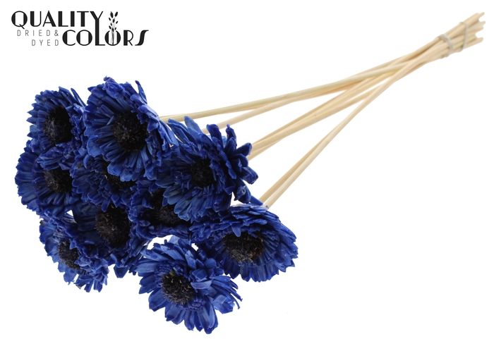 Shola Daisy Sunflower 6cm on stem Wax Blue