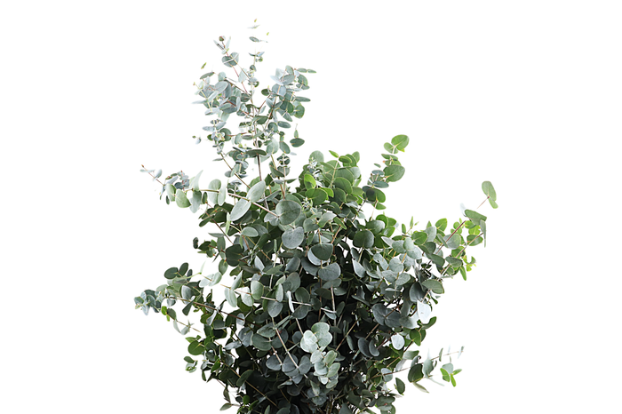 <h4>Cinerea Long Extra</h4>