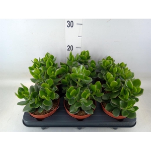 Crassula  'Magical Tree'