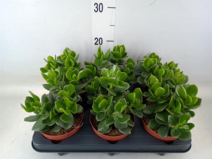 <h4>Crassula  'Magical Tree'</h4>