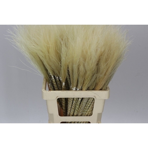 Stypha Natural