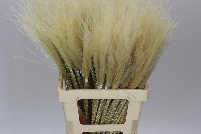 <h4>Stypha Natural</h4>