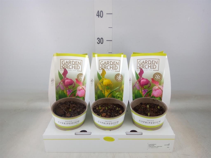 <h4>Cypripedium   ...</h4>