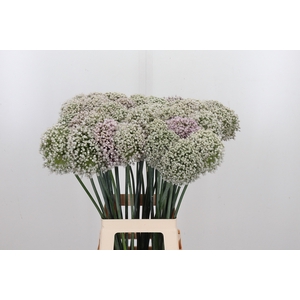 Allium Kenton