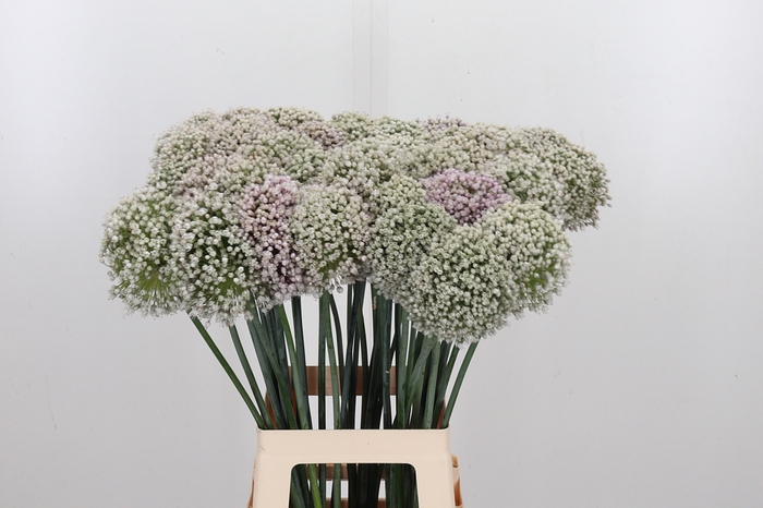 <h4>Allium Kenton</h4>
