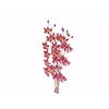ORQUIDEA WILSONARA BLAZING LUSTRE NIGHT RUBY