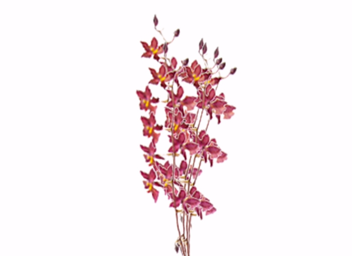 ORQUIDEA WILSONARA BLAZING LUSTRE NIGHT RUBY
