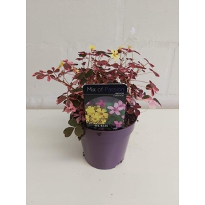 Oxalis overig Crazy Pink