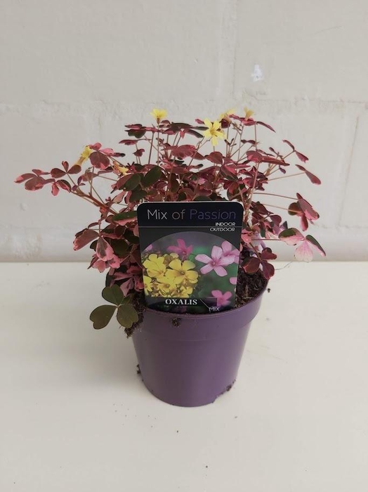 <h4>Oxalis overig Crazy Pink</h4>