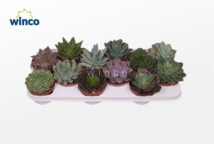 Echeveria Mix (10 Spc.)