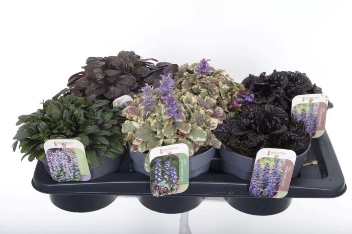 <h4>Ajuga reptans mix tray</h4>