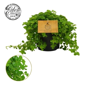 Pilea Depressa 10,5cm