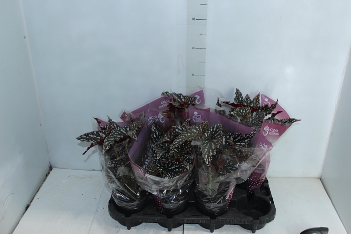 <h4>BEGONIA MACULATA SPOTLIGHT DARK P13</h4>