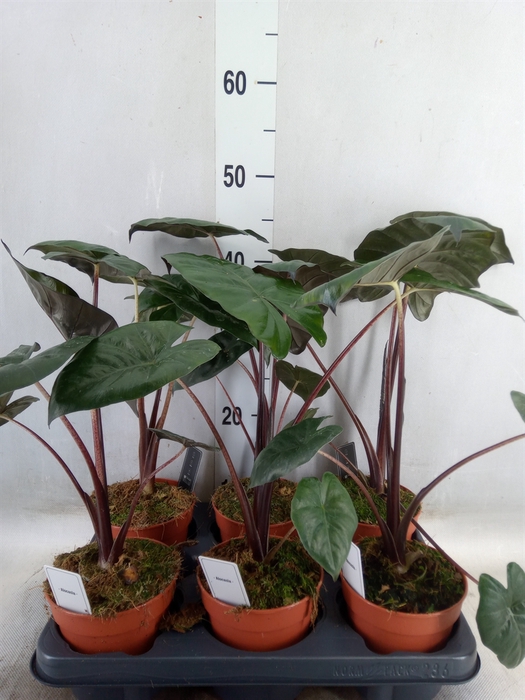 <h4>Alocasia saraw. 'Yucatan Princess'</h4>