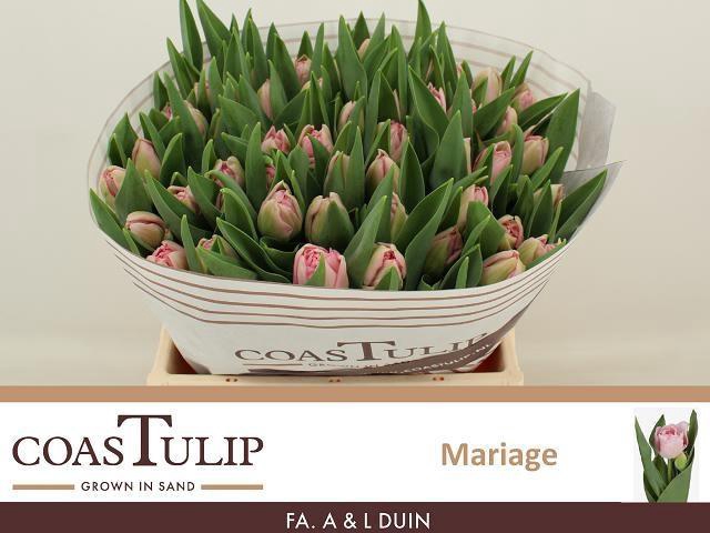 <h4>TU DU MARIAGE</h4>