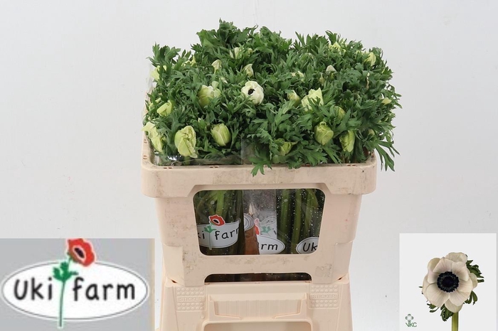 <h4>Anem Gall Wit</h4>