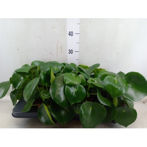 Peperomia polybotrya 'Raindrop'