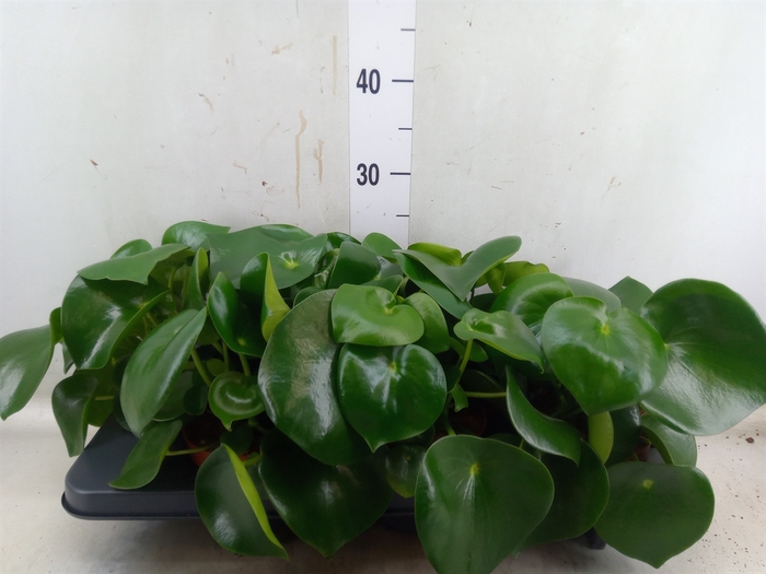 <h4>Peperomia polybotrya 'Raindrop'</h4>