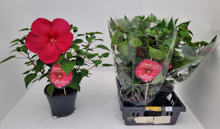 <h4>HIBISCUS M EXT MAGEN</h4>