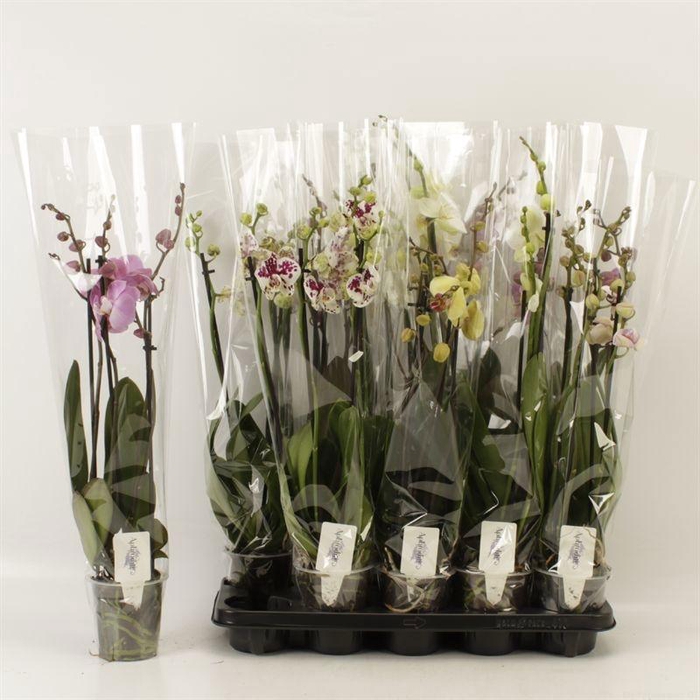 <h4>PHAL GEM 6 KL</h4>