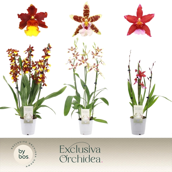 <h4>Cambria, Mix 4-spike 'Exclusiva Orchidea'</h4>