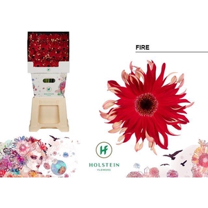 Gerbera Pasta Fire Diamond