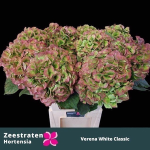 HORT WHITE VERENA CLASSIC