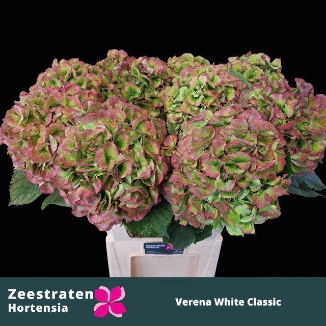 <h4>HORT WHITE VERENA CLASSIC</h4>