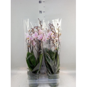 Phalaenopsis multi. 'Ant San Jose'