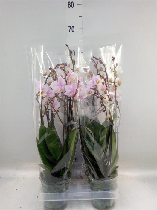 <h4>Phalaenopsis multi. 'Ant San Jose'</h4>