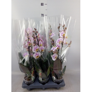 Phalaenopsis  'Corolla Beach'