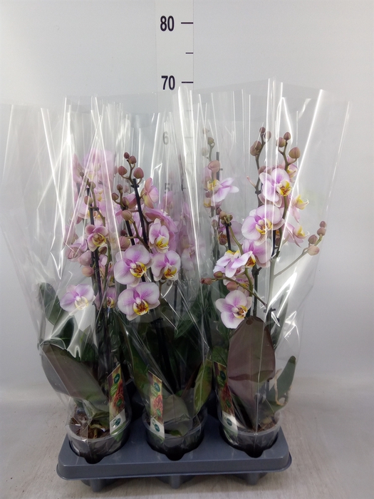 <h4>Phalaenopsis  'Corolla Beach'</h4>