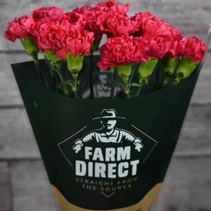 Dianthus ST 'Mandalay'